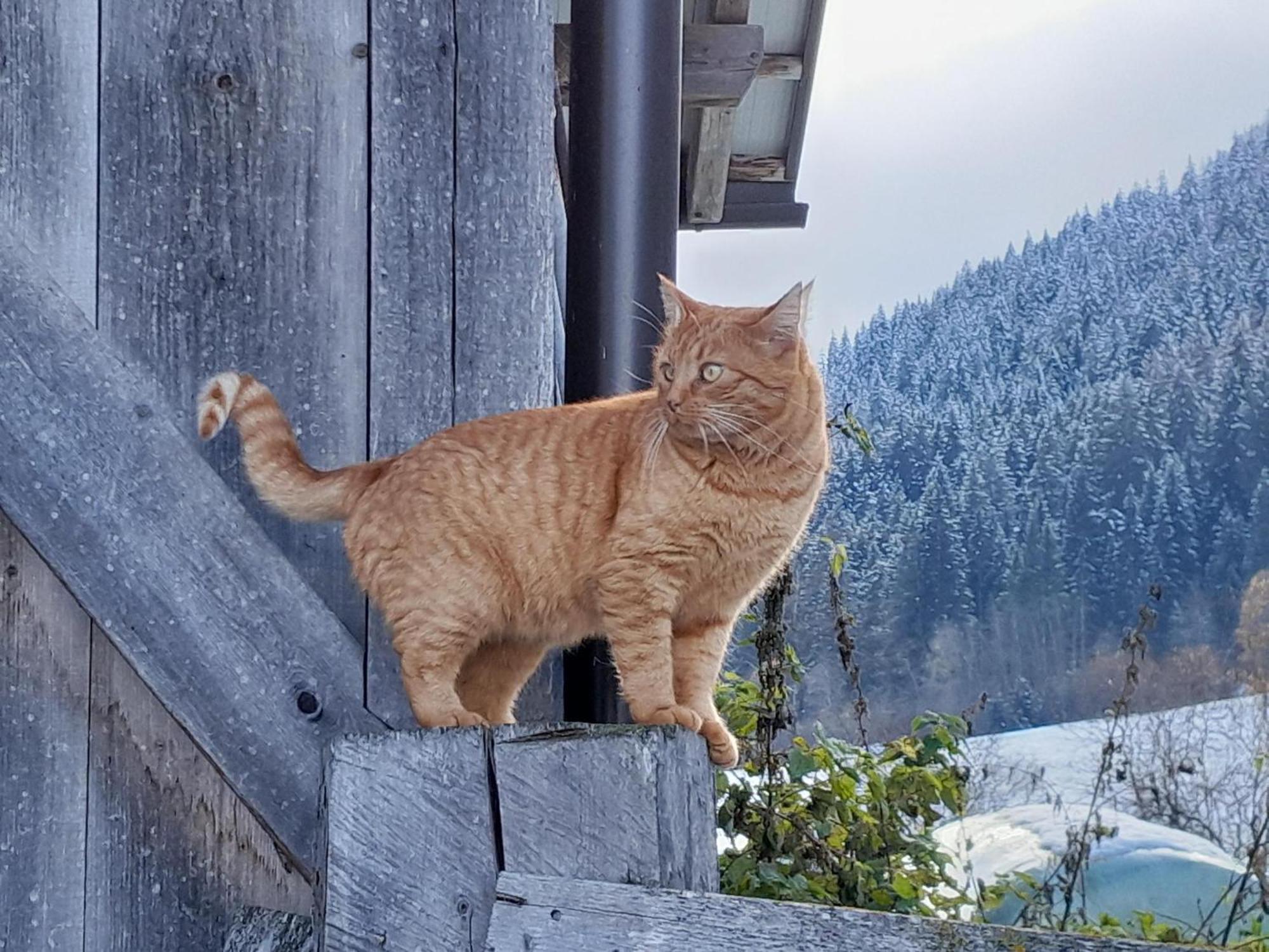 Apartmán Althuberhof Planca di Sopra Exteriér fotografie